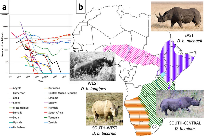 (a) Decreases in black rhinoceros numbers across Africa in the latter half of the 20th century. Dashed lines indicate extant aboriginal populations. (b) Range-wide distribution of the black rhinoceros in sub-Saharan Africa. Courtesy Scientific Reports